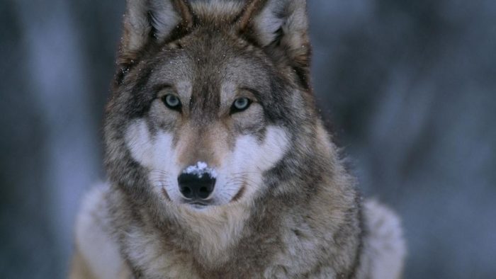 La population des loups de ce territoire devra être comptée.