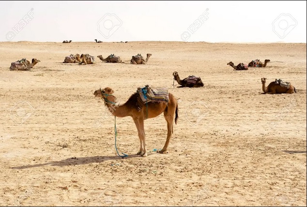 Chameaux du désert tunisien