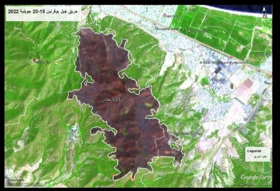 La couverture végétale ravagée par les flammes est constituée de forêts de Juniperus, de pin d’Alep et d'arbres résineux (Photo du ministère de l'Agriculture) .